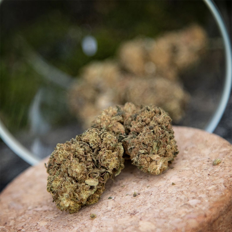 Fleur CBD Girl Scout Cookies Sixty Green pas cher Le CBD Discount