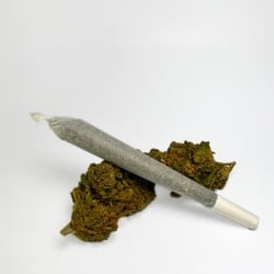 Pré-roll CBD Gelato US Hydroponie - Le CBD Discount pas cher