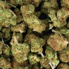 Fleurs CBD White Widow Small Bud - Deli Hemp (Indoor) pas cher