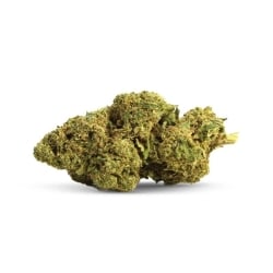 Fleurs Vrac THV-N10 King Bong - Le CBD Discount pas cher