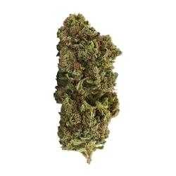 Fleurs Vrac THV-N10 Magic Paradise GH - Le CBD Discount pas cher