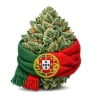 Fleurs CBD Vrac Portugal GH - Le CBD Discount pas cher