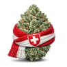 Fleurs CBD Vrac Suisse GH - Le CBD Discount pas cher