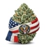 Fleurs CBD Vrac Etats Unis GH - Le CBD Discount pas cher