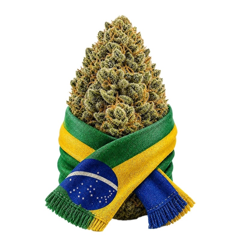 Fleurs CBD Vrac Brésil GH - Le CBD Discount pas cher