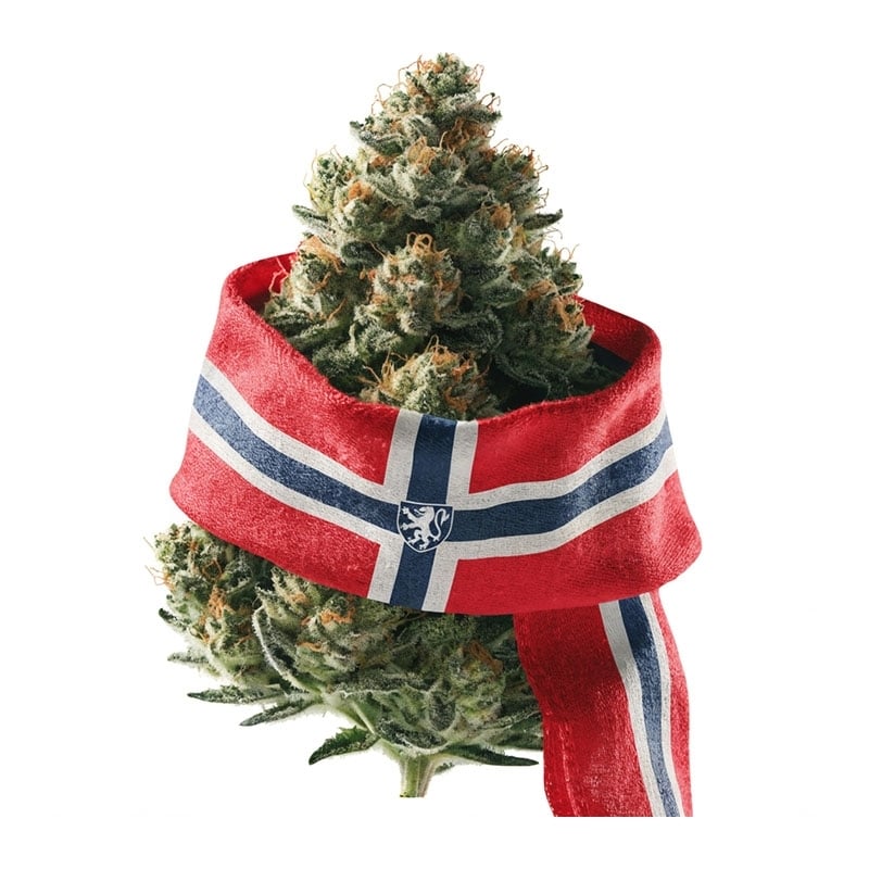 Fleurs CBD Vrac Norvège GH - Le CBD Discount - 1,50 €