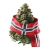 Fleurs CBD Vrac Norvège GH - Le CBD Discount - 1,50 €
