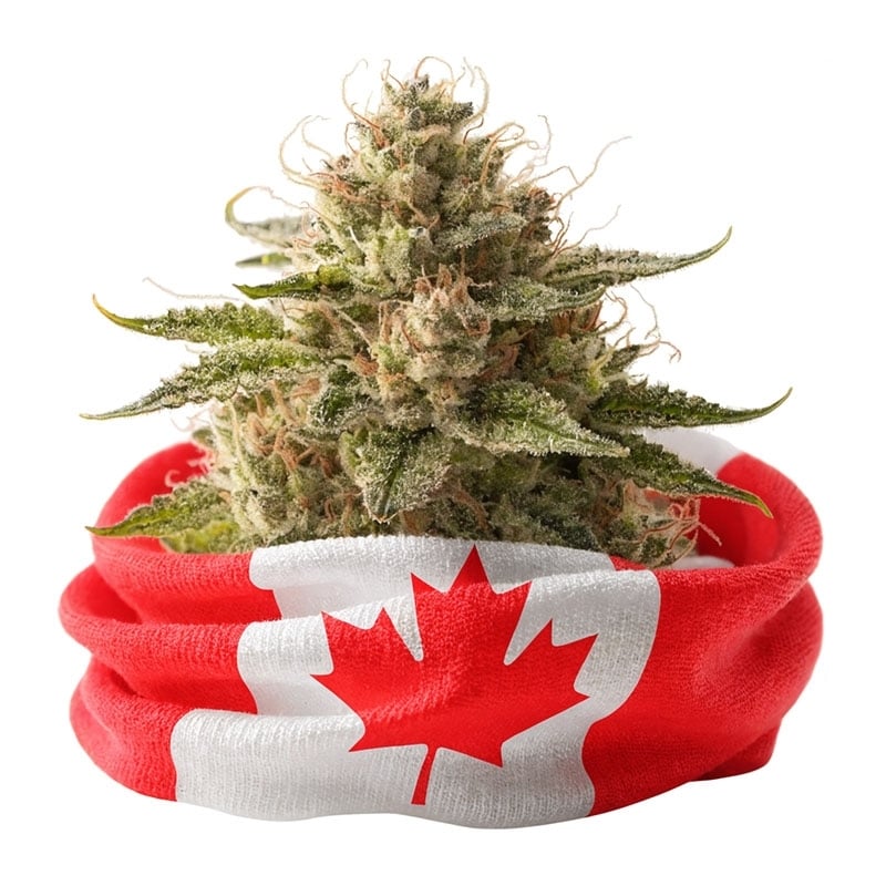 Fleurs CBD Vrac Canada GH - Le CBD Discount - 1,35 €