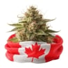 Fleurs CBD Vrac Canada GH - Le CBD Discount - 1,35 €