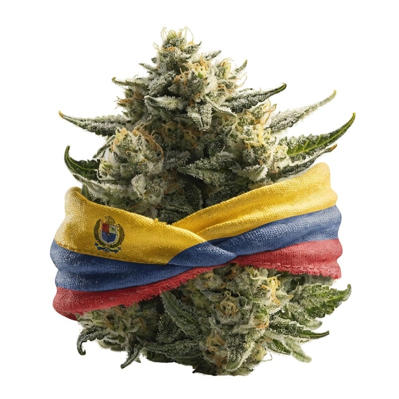 Fleurs CBD Vrac Colombie GH - Le CBD Discount - 1,35 €