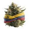 Fleurs CBD Vrac Colombie GH - Le CBD Discount - 1,35 €