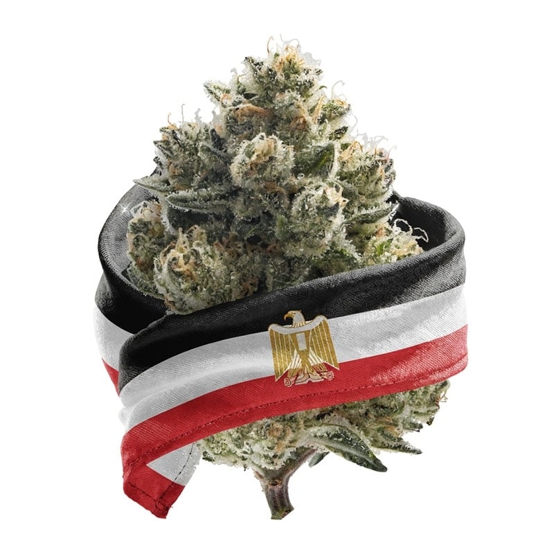 Fleurs CBD Vrac Egypte GH - Le CBD Discount - 1,35 €