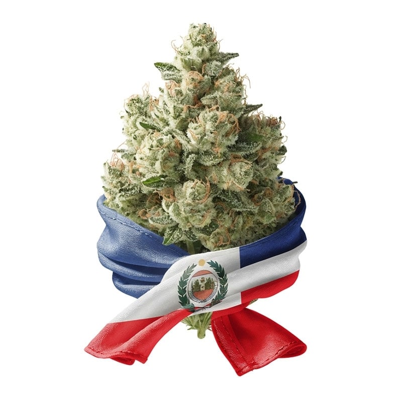Fleurs CBD Vrac Paraguay GH - Le CBD Discount - 1,35 €