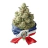 Fleurs CBD Vrac Paraguay GH - Le CBD Discount - 1,35 €