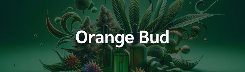 Orange Bud pas cher