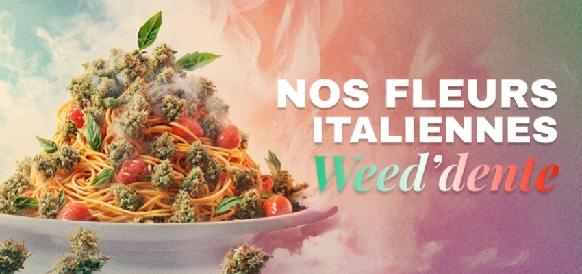 Nouvelle récolte de fleurs italiennes sur Le CBD Discount ! 