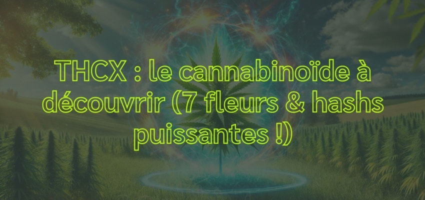 THCX : le cannabinoïde à découvrir (7 fleurs & hashs puissantes !)