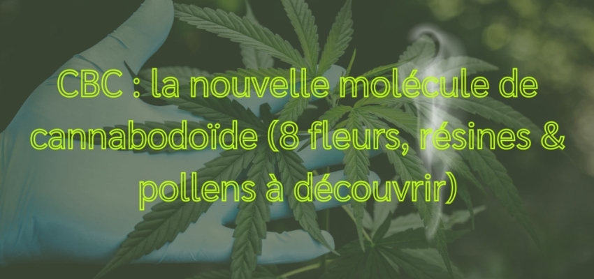 CBC : la nouvelle molécule de cannabinoïde (8 fleurs, résine & pollen)