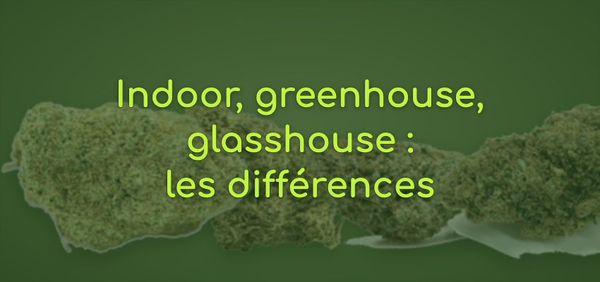 Fleurs CBD indoor, greenhouse, glasshouse, hydroponie : différences
