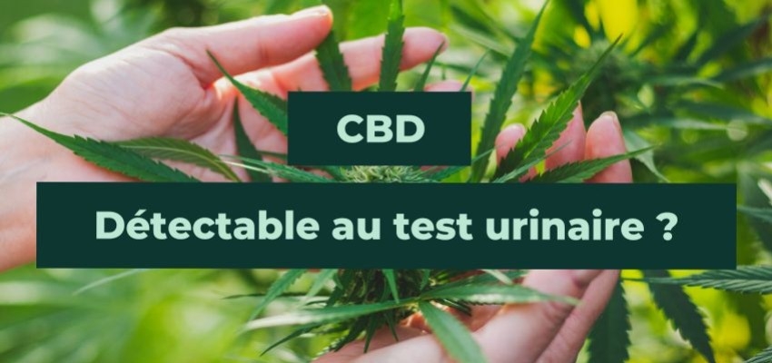 Le CBD peut-il être détecté au test urinaire ? Authentique-CBD