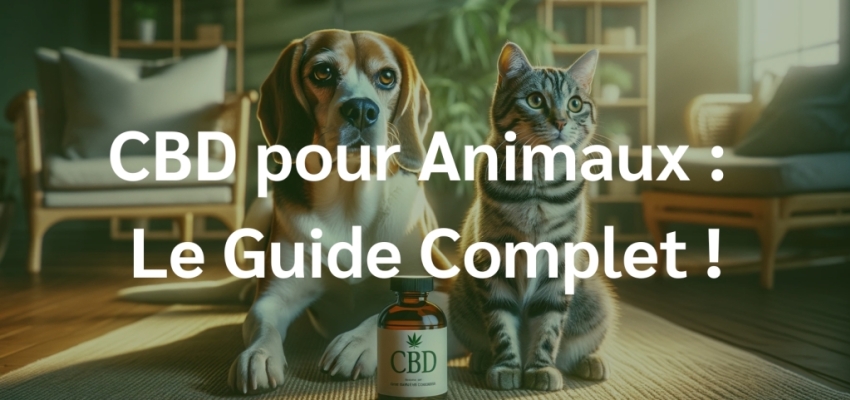 CBD pour Animaux : Le Guide Complet !