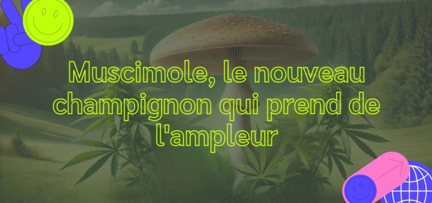 Muscimole : le nouveau champignon qui prend de l'ampleur