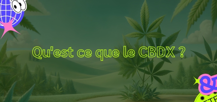 Qu'est ce que le CBDX ?