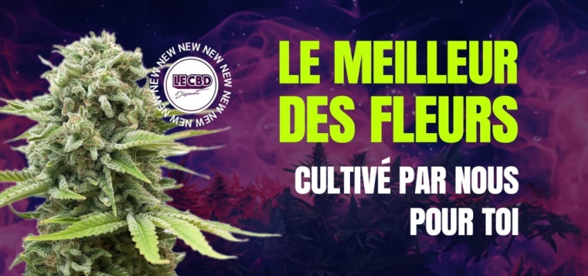 Nos fleurs exclusives CBD débarquent dans les bacs du CBD Discount