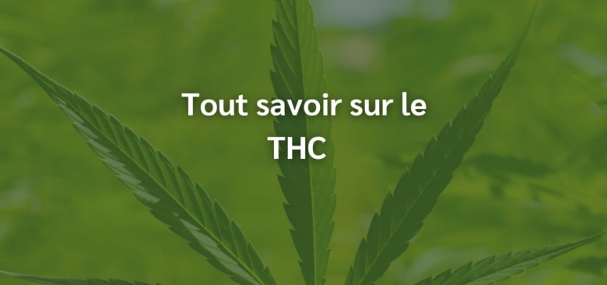 Découverte du THC : définition, ses effets sur le corps et l'esprit