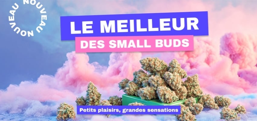 Les Small Buds débarquent chez Le CBD Discount !